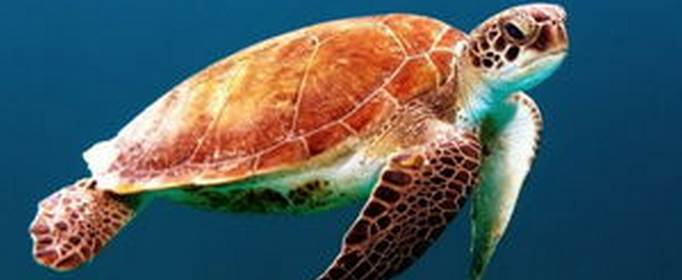 海龟的特点是什么？