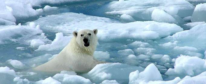 北极熊都死了是什么意思？