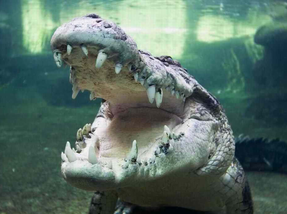 世界上最大的鳄鱼