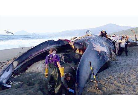 史前最大的鲸鱼图片