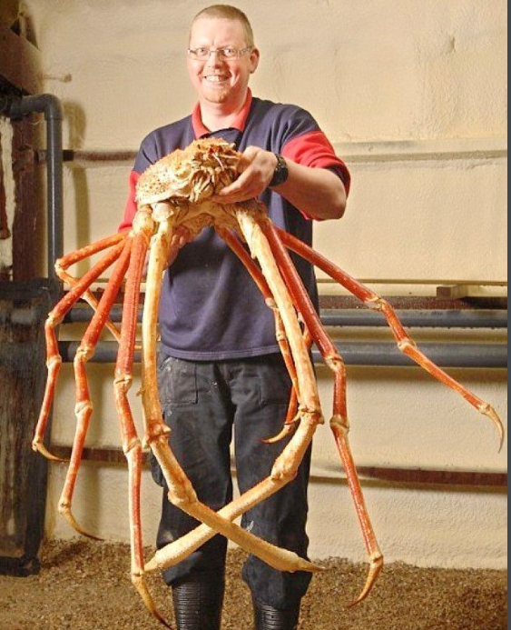 世上最大的螃蟹图片