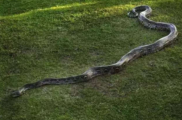 世界上最长的蛇多少米图片