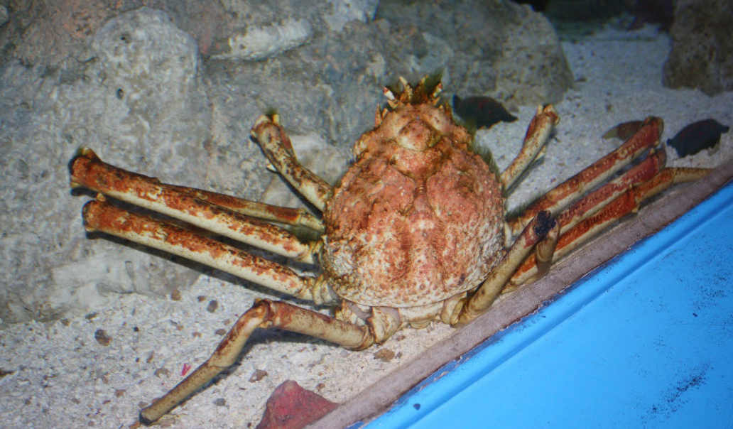 巨型图氏蟹是淡水吗图片