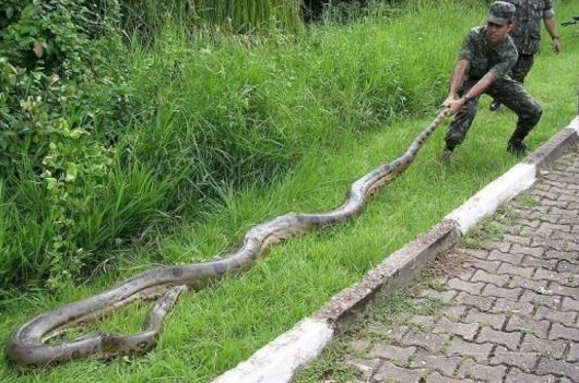 世界上最长的蛇优质