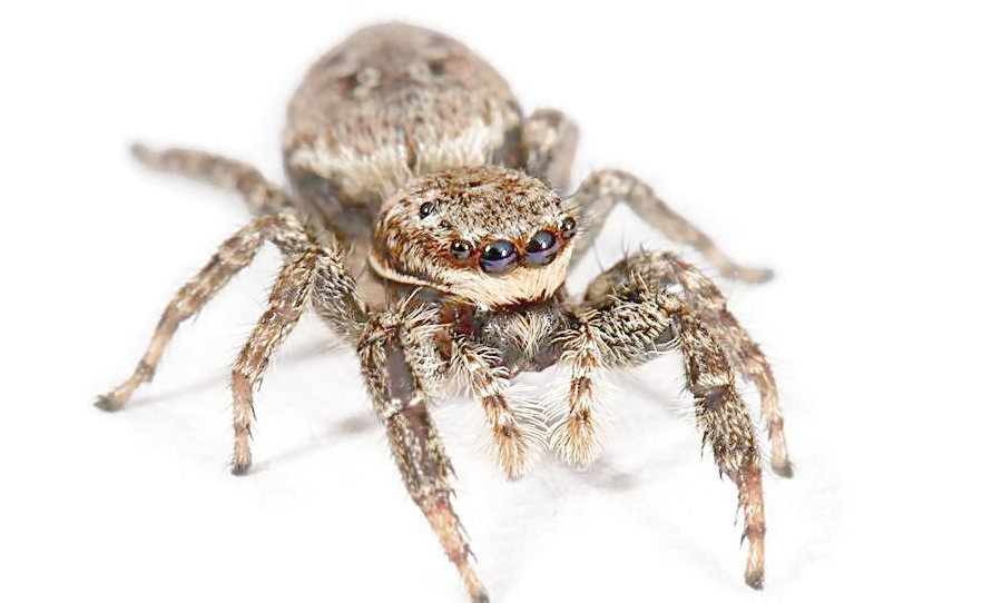 澳大利亚的蜘蛛有多大图片