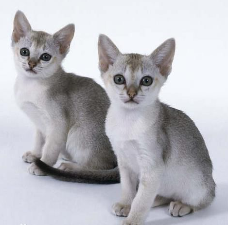 最小的猫科动物图片