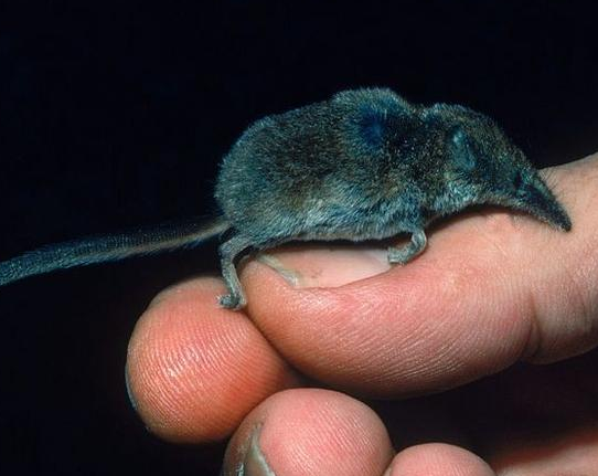 最小的陆生哺乳动物图片