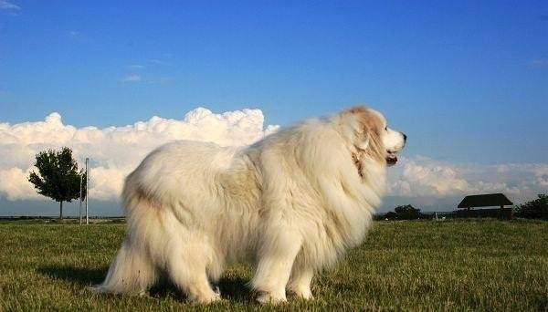 世界上最大的狗
