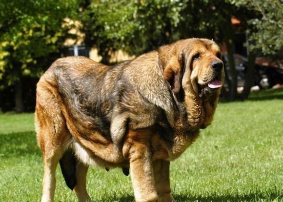 世界上最大的狗