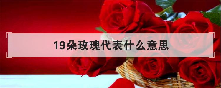 19朵玫瑰代表什么意思