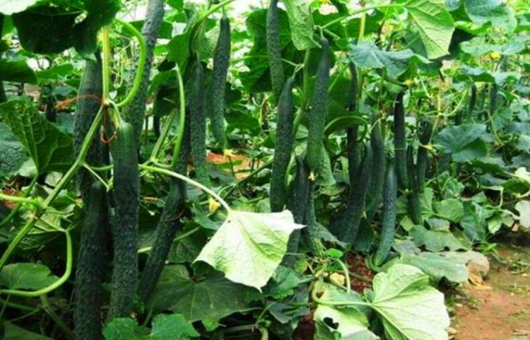 cucumber是什么意思