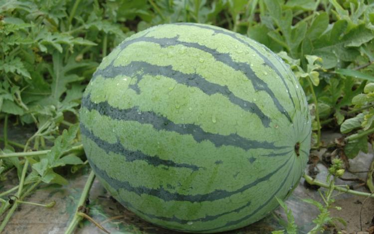 watermelon是什么意思