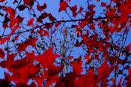 autumn是什么意思