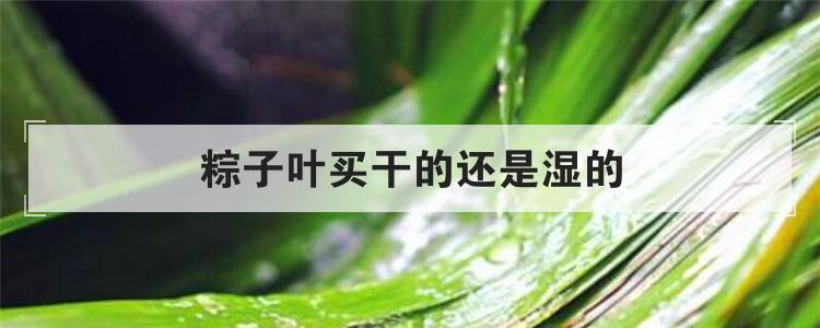 粽子叶买干的还是湿的