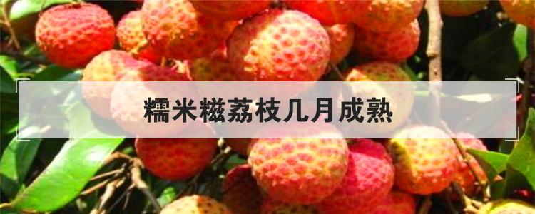 糯米糍荔枝几月成熟