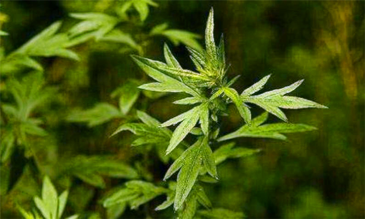 艾草可以洗脸吗