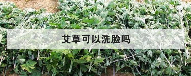 艾草可以洗脸吗
