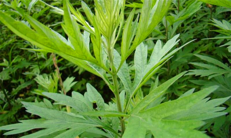 艾草可以洗脸吗