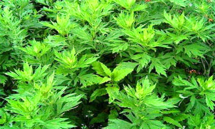 艾草可以洗脸吗
