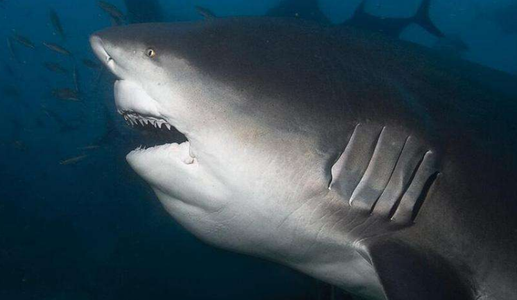 世界最恐怖的鲨鱼图片