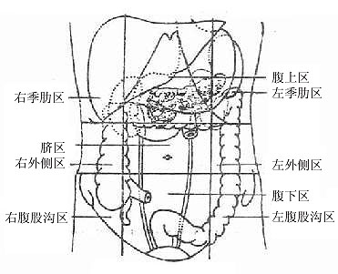 腹部九区的划分优质