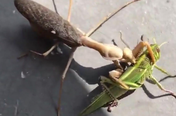 巨型螳螂1米 食人图片