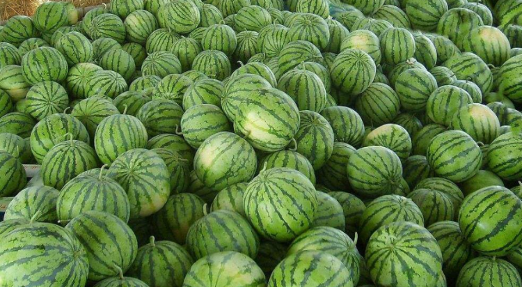 立夏为什么要吃西瓜