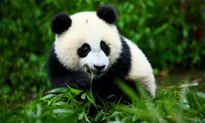 大熊猫名字的来历介绍