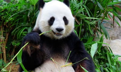 大熊猫名字的来历介绍
