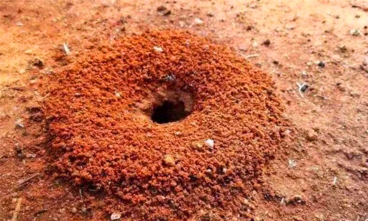 蚂蚁洞简单图片
