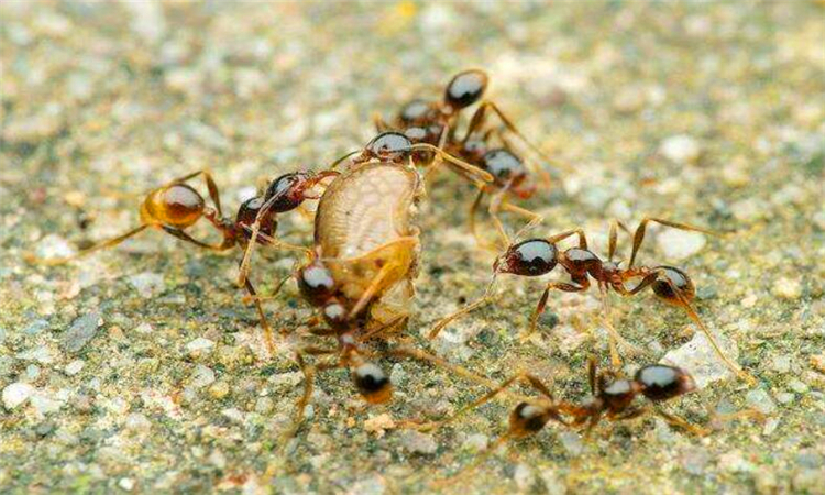 蚂蚁洞口怎么辨别方向