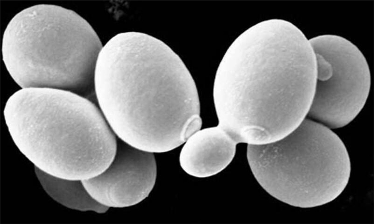 酵母菌菌膜图片