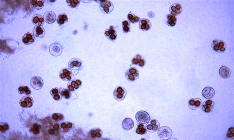 酵母菌细胞核图片图片