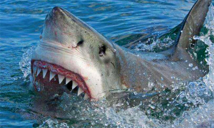 鲨鱼用什么呼吸优质