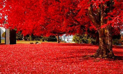 香山红叶是什么树