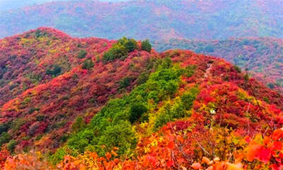 香山红叶是什么树