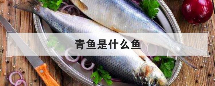 青魚是什麼魚優質