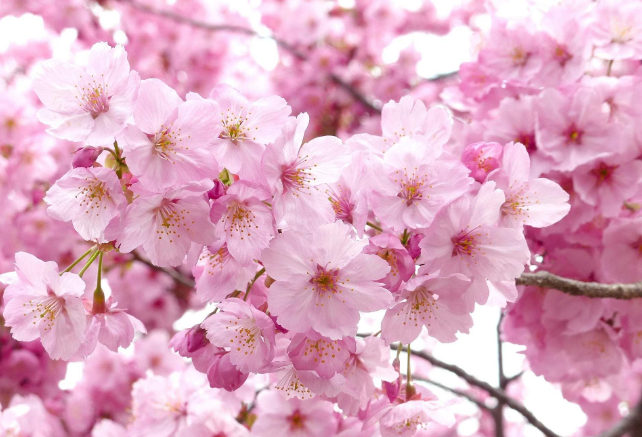 樱花种类和特征有哪些