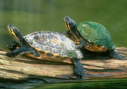 乌龟为什么长寿