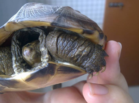 乌龟为什么长寿