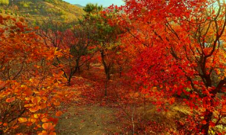 红叶著名的香山位于哪座城市