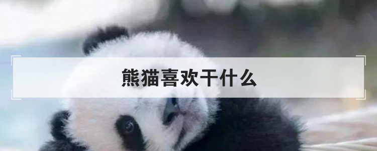 熊猫喜欢干什么