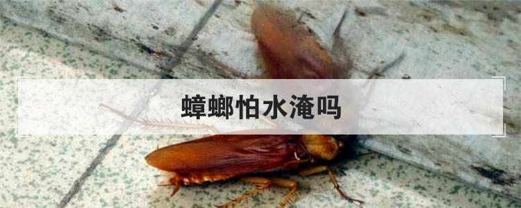 蟑螂怕水淹吗