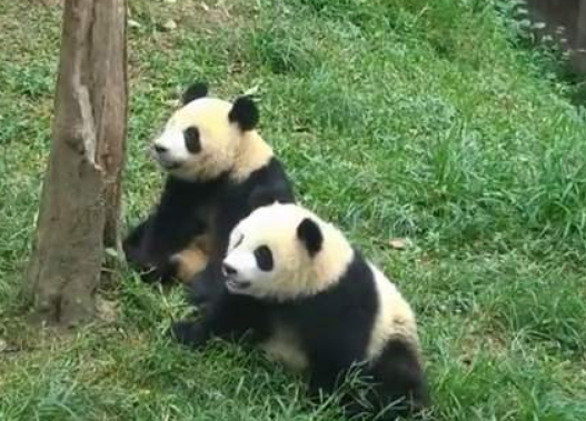 熊猫喜欢干什么