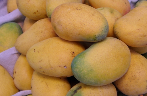 为什么有人会吃芒果过敏？