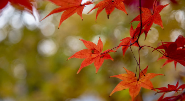关于秋天的古诗有哪些