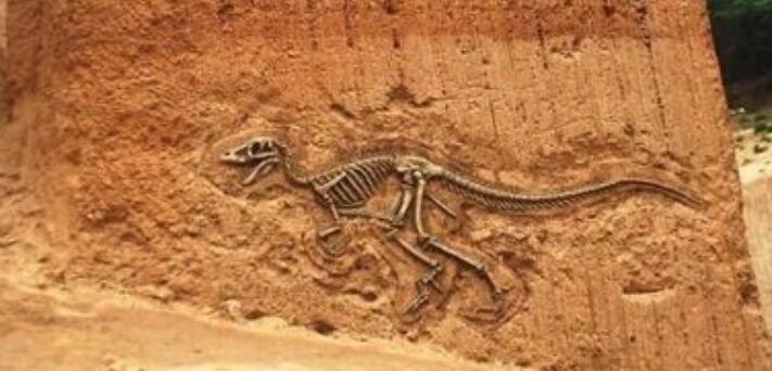 化石是怎么形成的