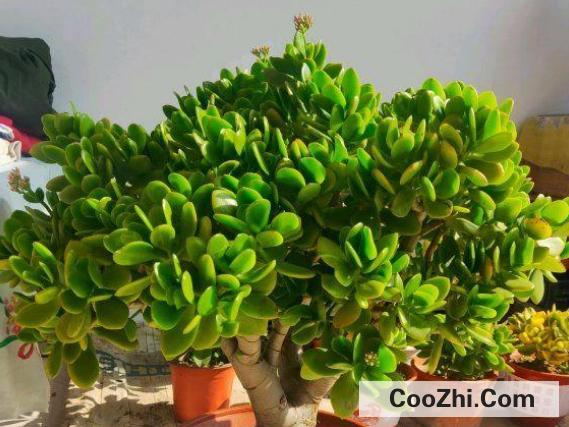 最好养的大型盆栽植物有哪些