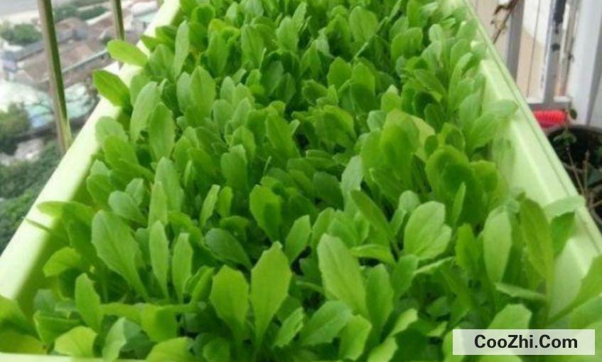 阳台种菜很多小飞虫怎样除掉
