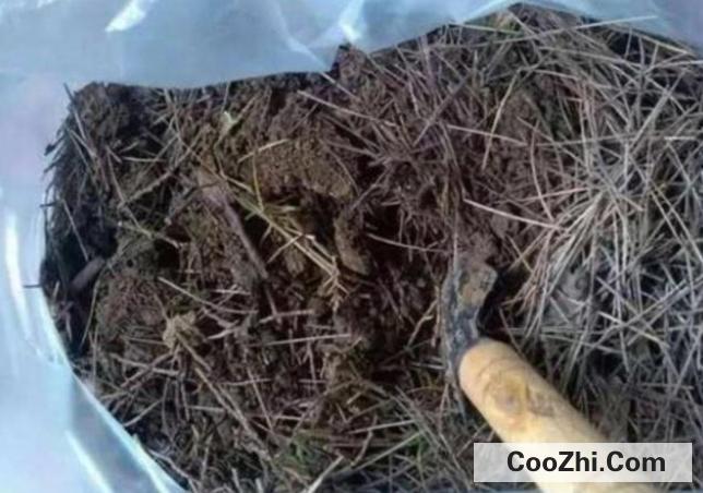 用松针怎么配制养花土